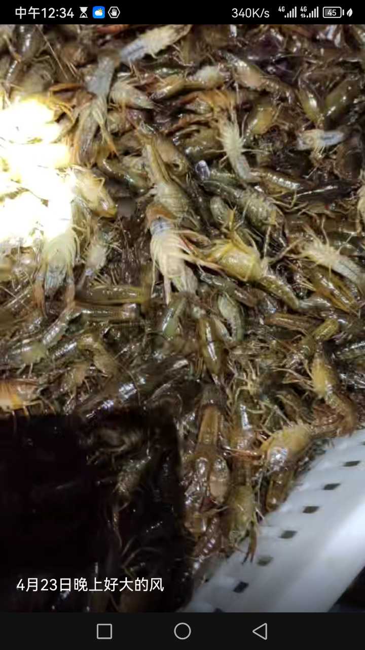 北河华明水产，卖🦐虾饲料，供虾苗