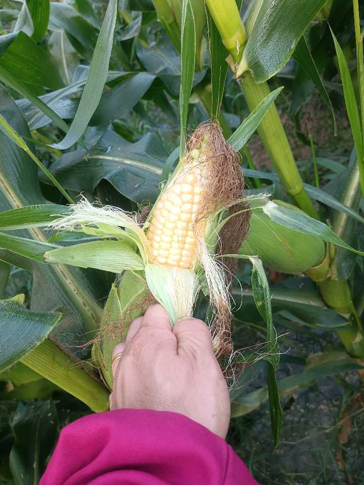 大量供应优质农产品：甜玉米