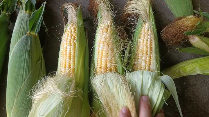 大量供应优质农产品：甜玉米