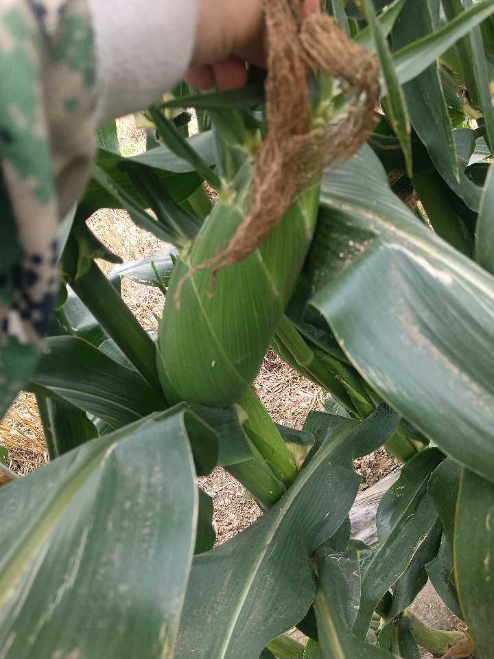 大量供应优质农产品：甜玉米