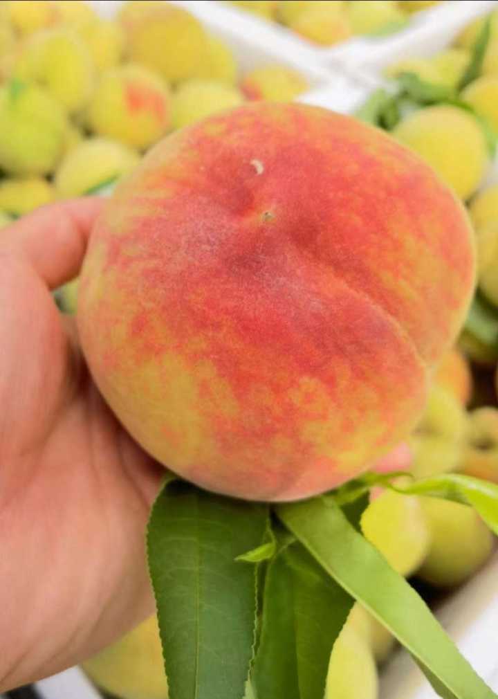 纯手工罐头，没有添加防腐剂，绝对没有乱七八糟的东西