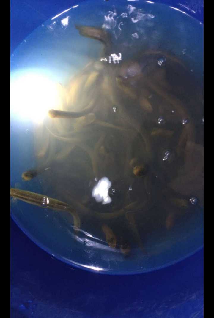 需要黄鳝的可以来电，标准野生的