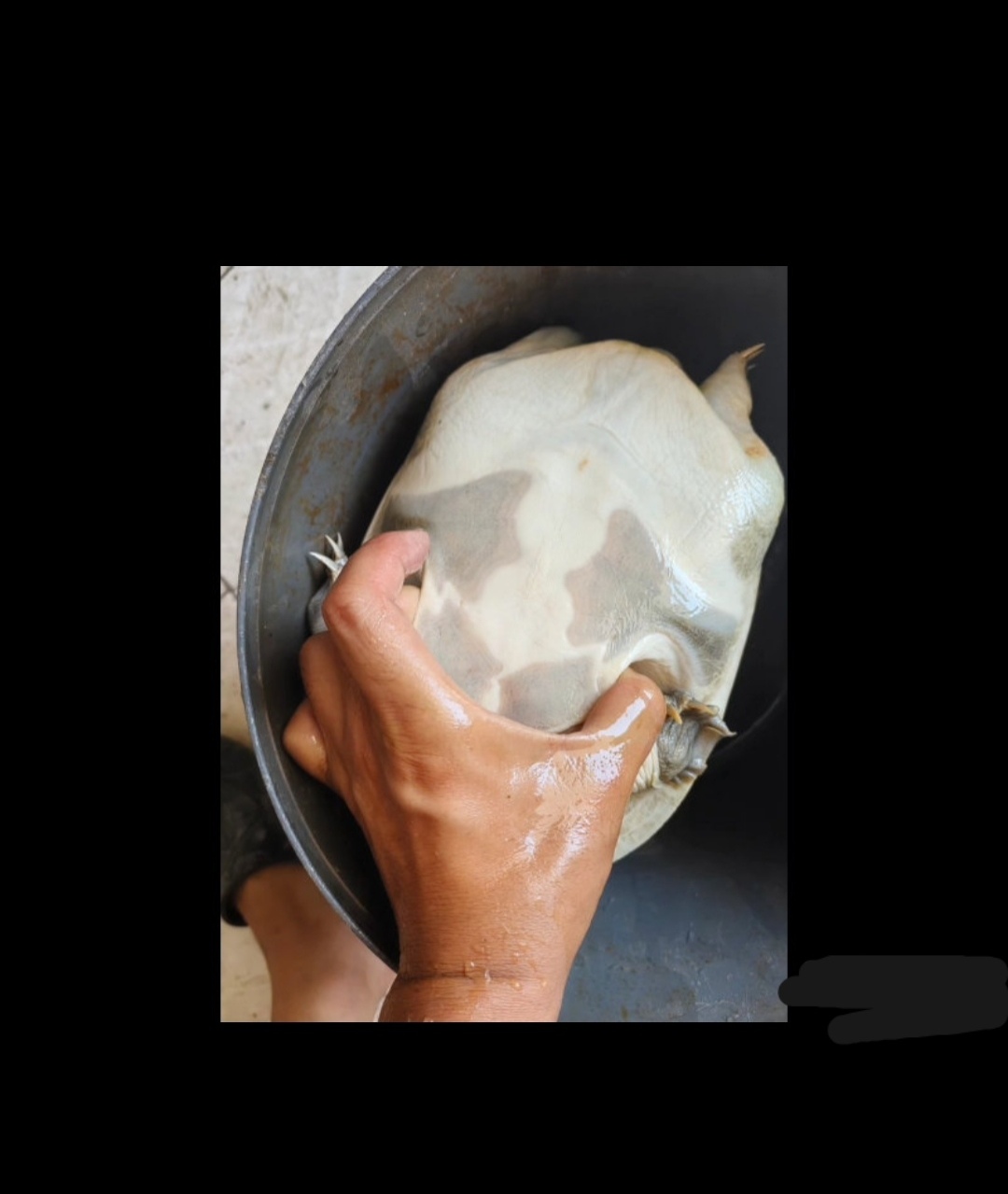 山区溪流，甲鱼批发，欢迎订购