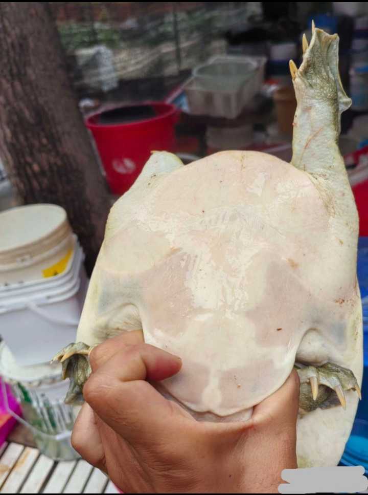 山区溪流，甲鱼批发，欢迎订购