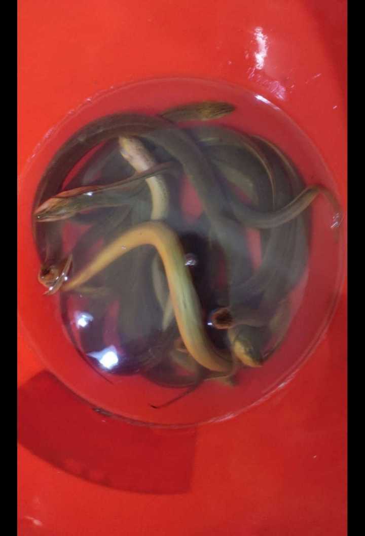 需要黄鳝的可以来电，标准野生的