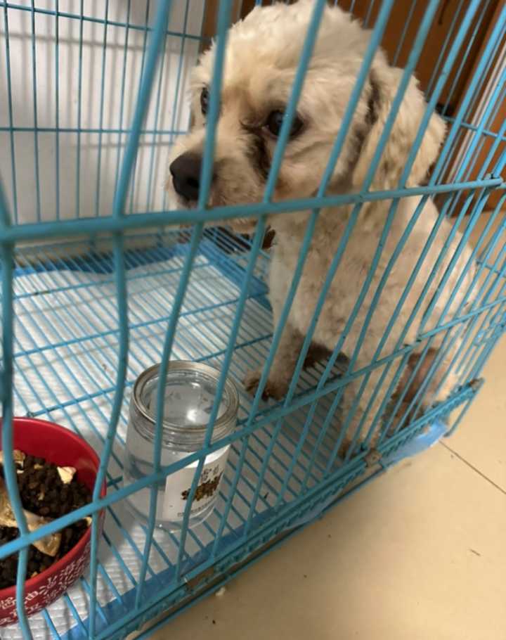 谁家的小狗狗丢了，