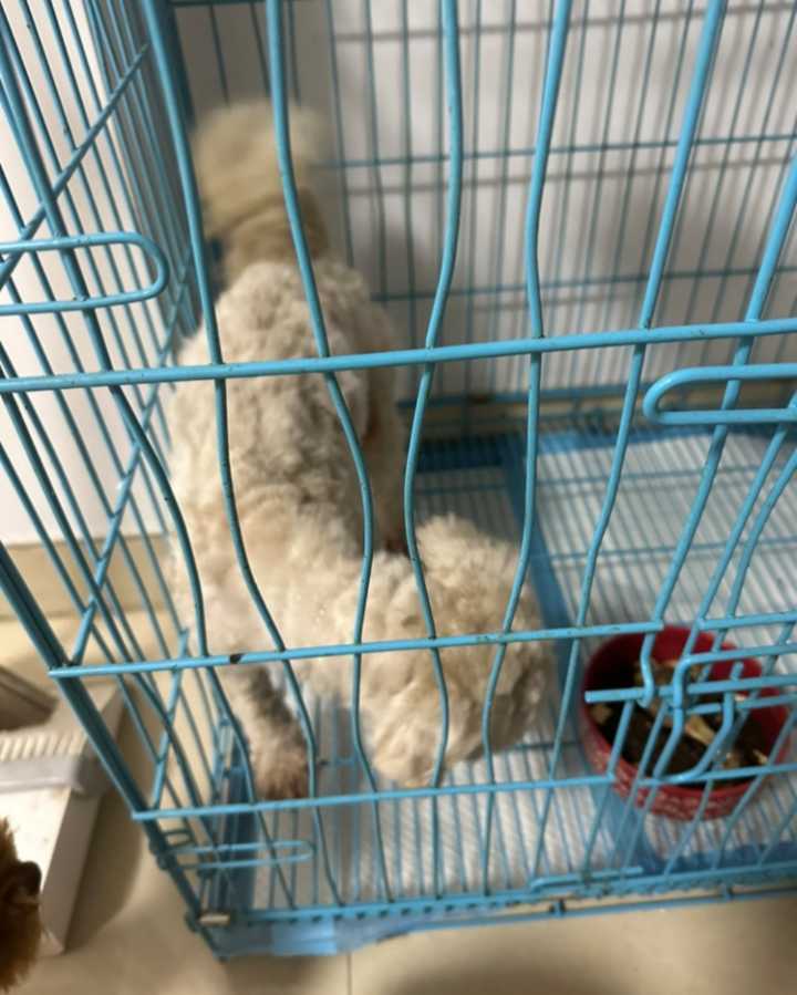 谁家的小狗狗丢了，