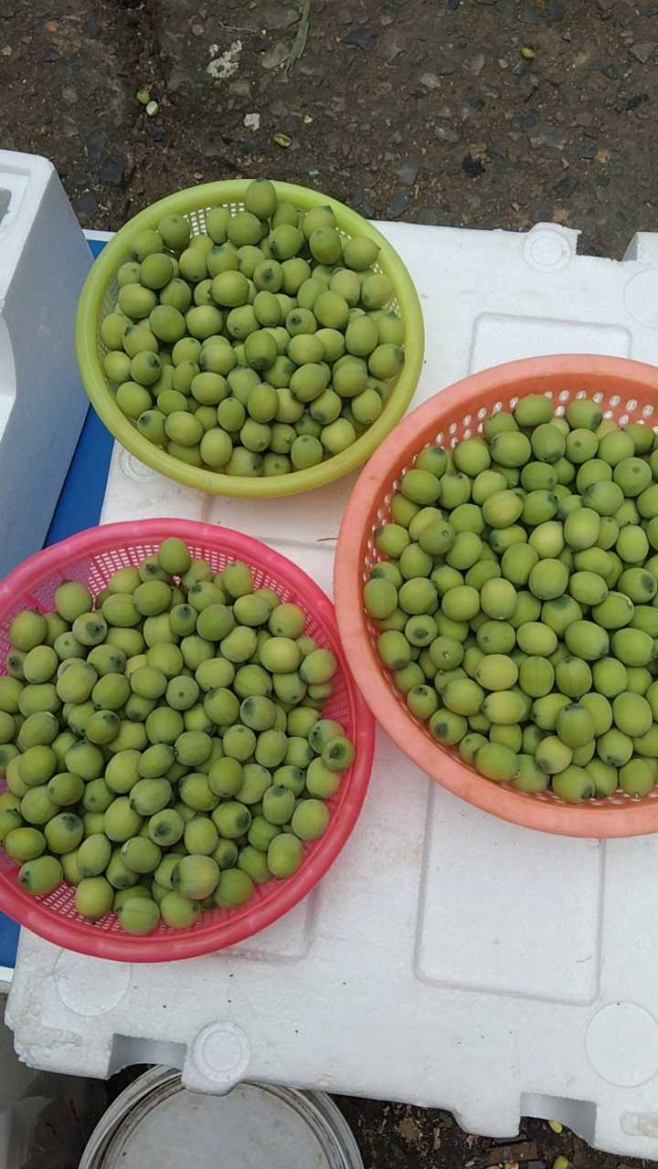 现摘莲蓬莲米 阳光玫瑰葡萄