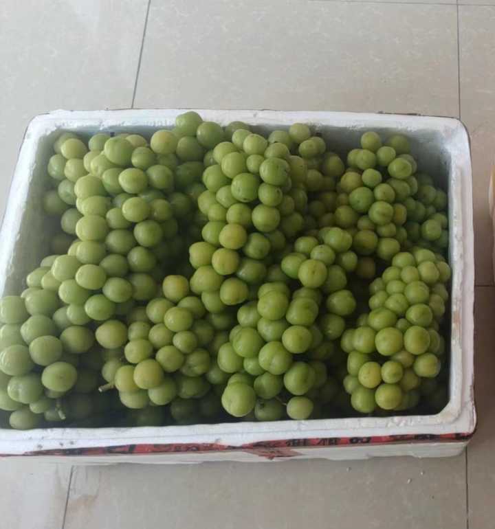 每日现摘 阳光玫瑰一级果 颗颗爆甜 夏黑葡萄 全部8元一斤